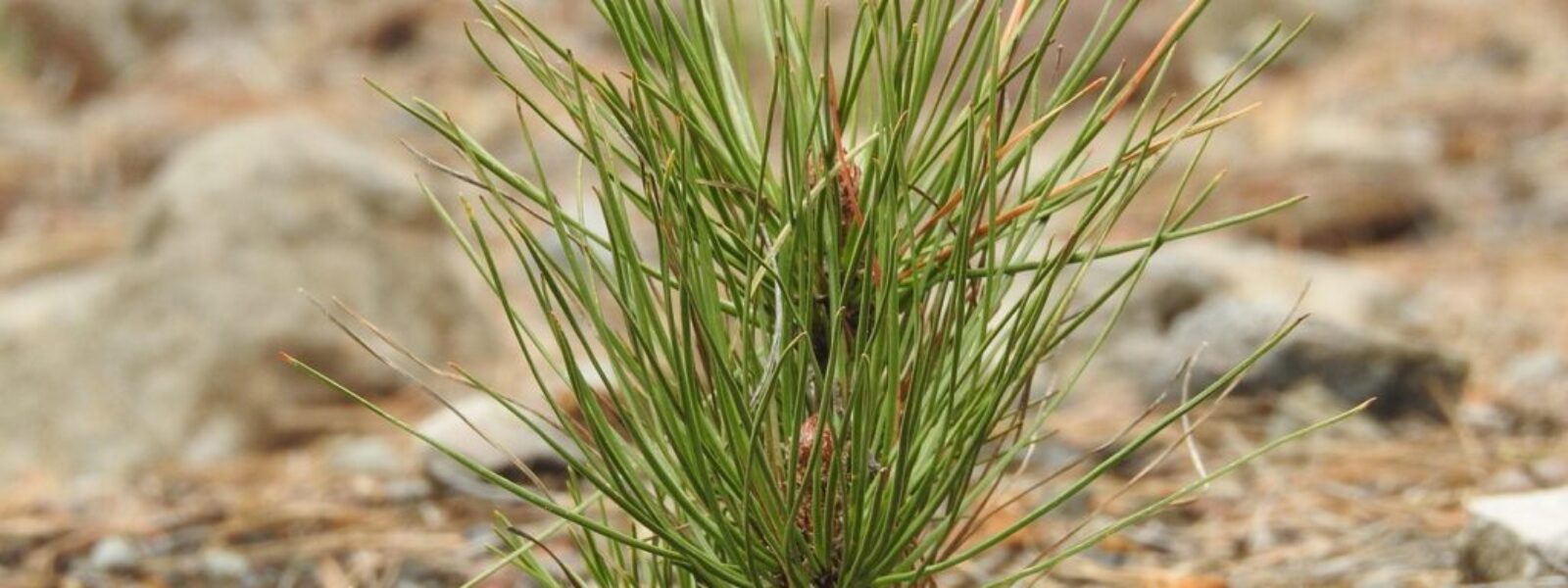 carbon credit market — Environment