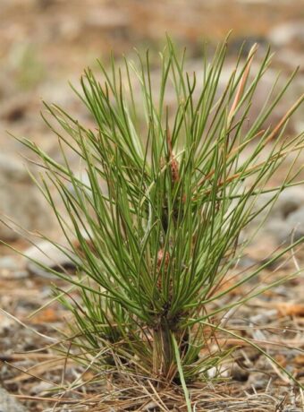 carbon credit market — Environment