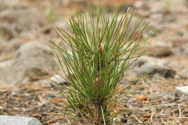 carbon credit market — Environment