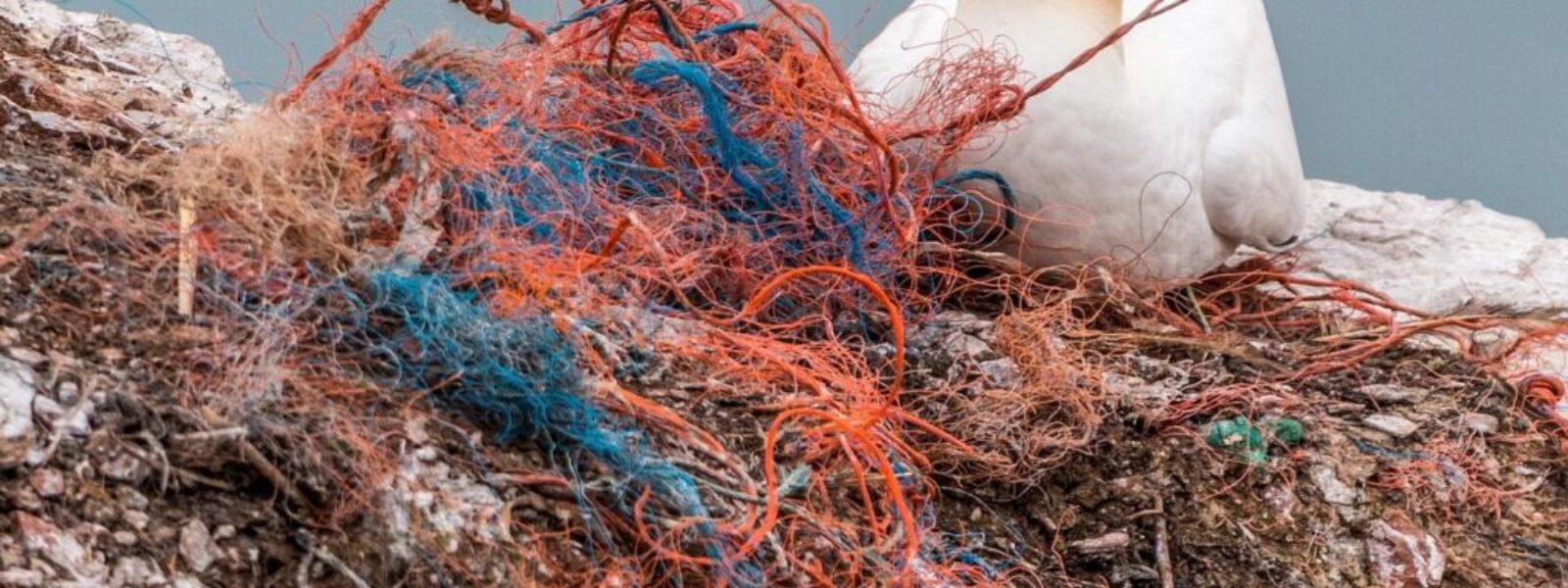 microplastics New Zealand — Environment