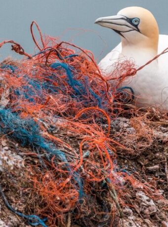 microplastics New Zealand — Environment