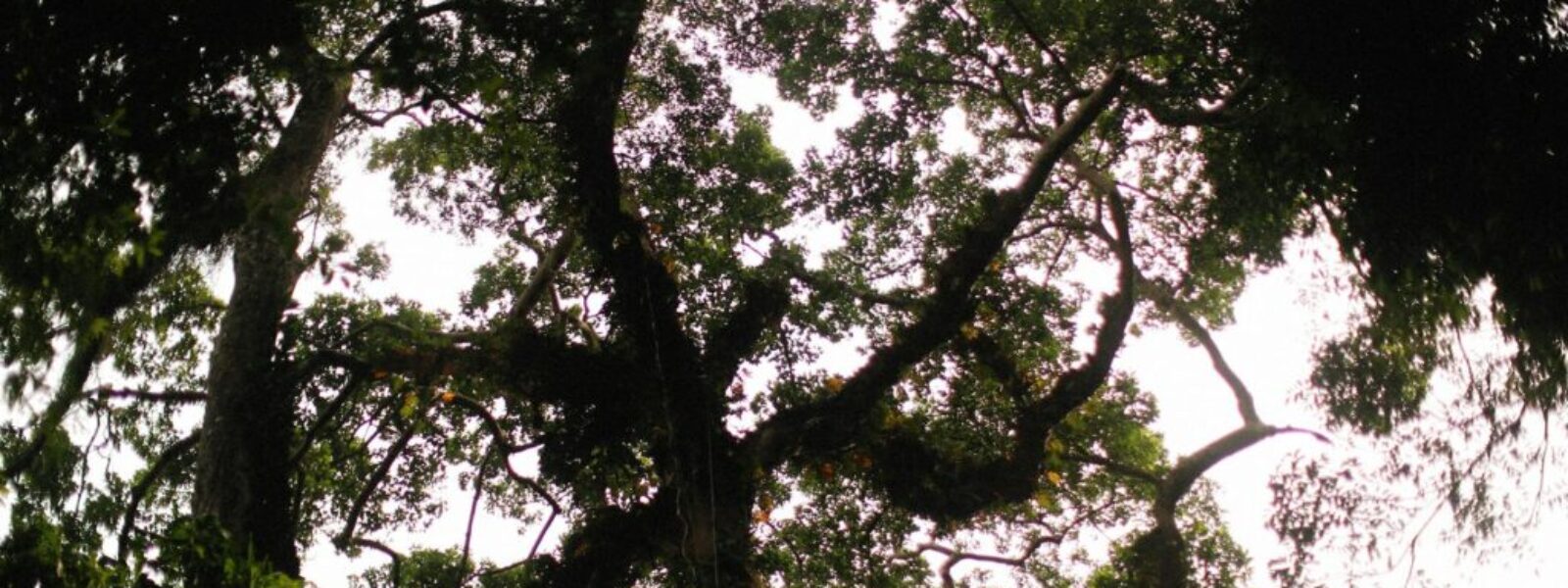 kauri die-back crisis — Environment