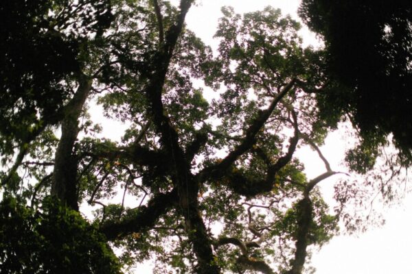 kauri die-back crisis — Environment