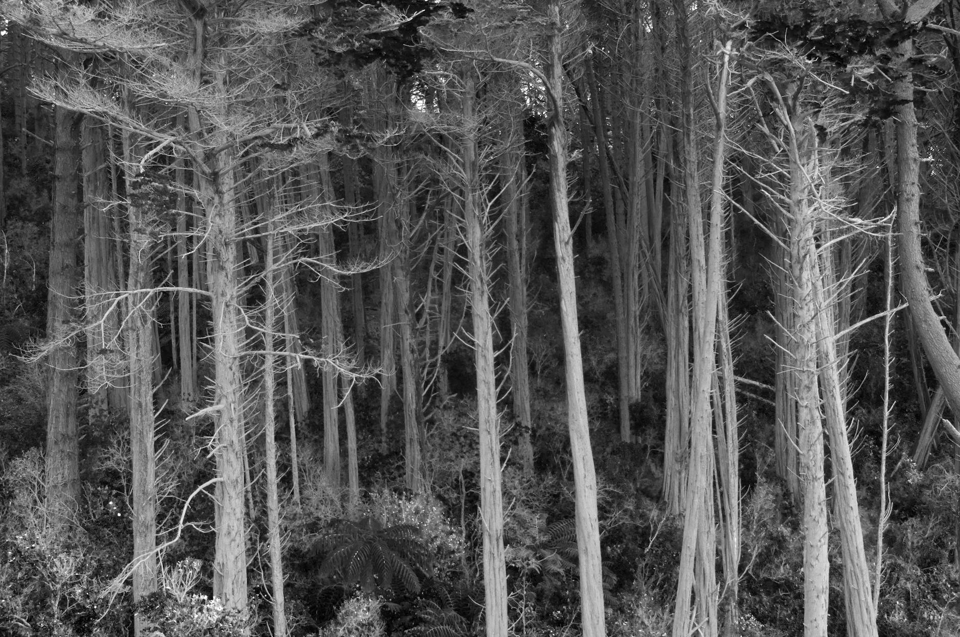 kauri die-back crisis New Zealand