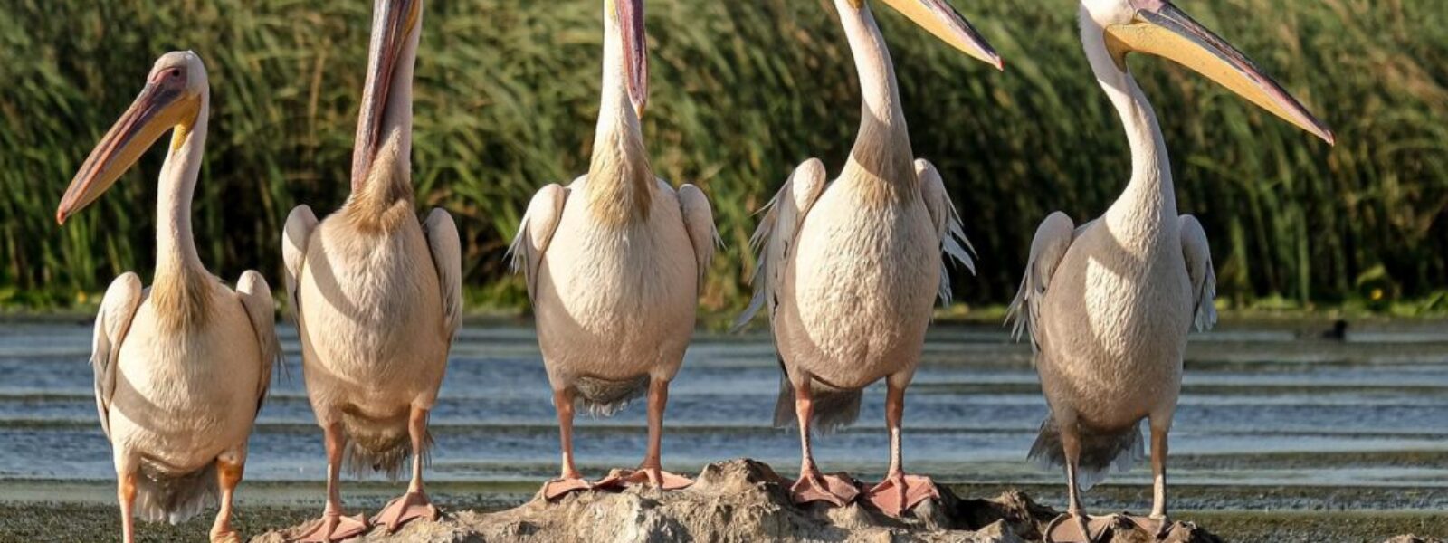 wetland exemption policy — Environment