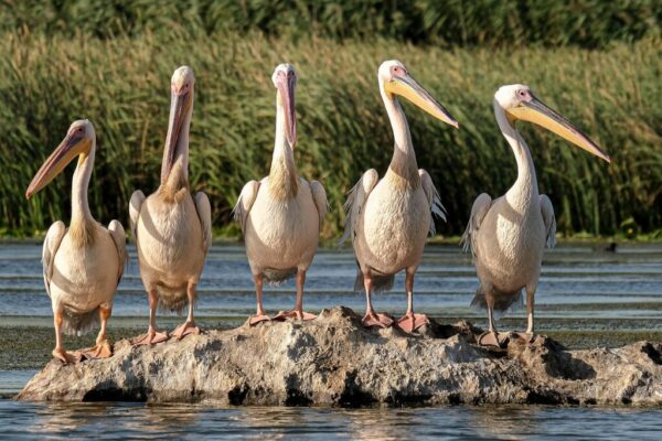 wetland exemption policy — Environment