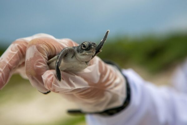 marine protected areas — Environment
