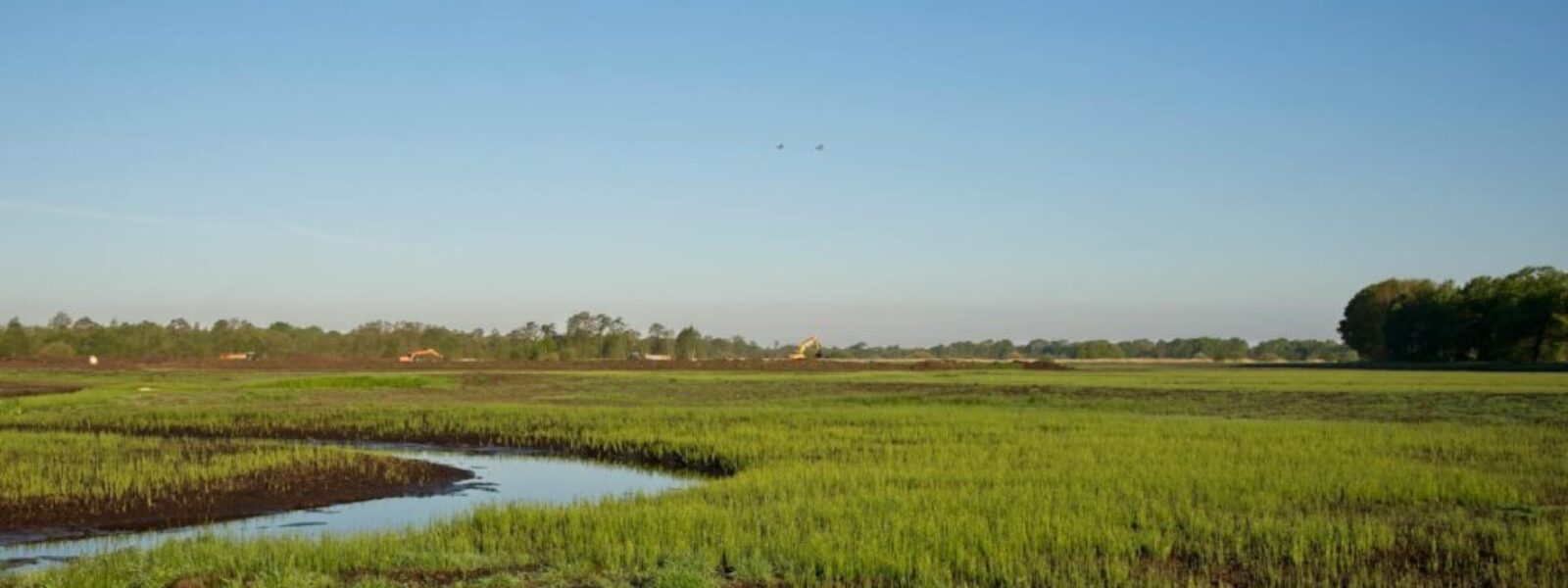 wetland restoration New Zealand — Environment