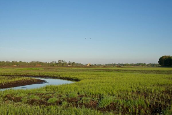 wetland restoration New Zealand — Environment