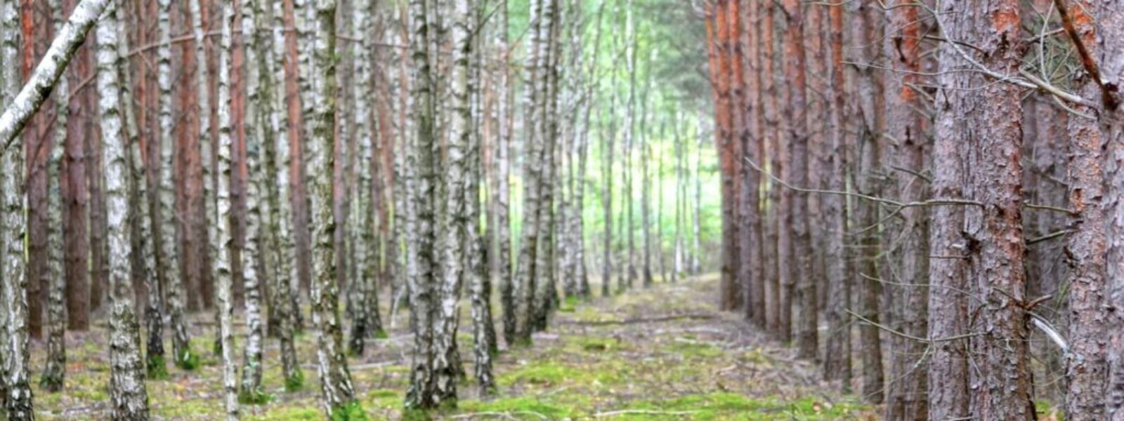 carbon credit fraud — Environment
