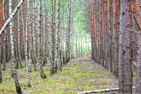 carbon credit fraud — Environment