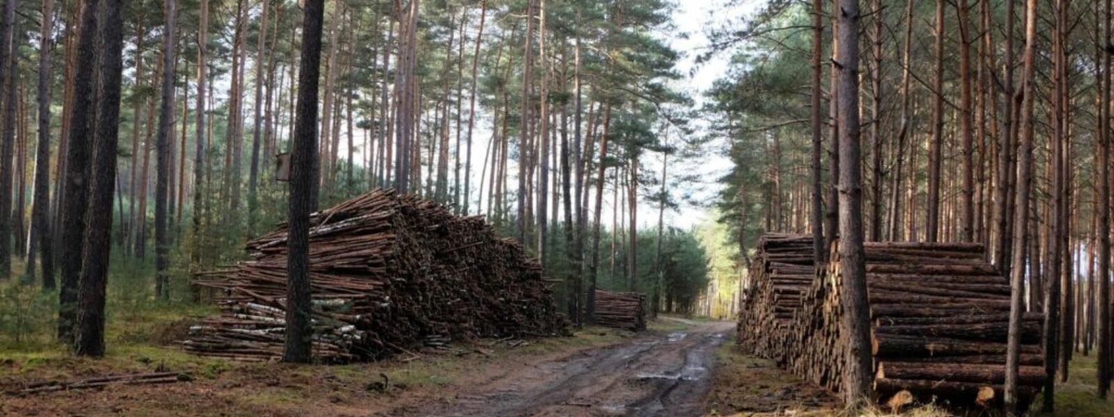 carbon credits crash — Environment