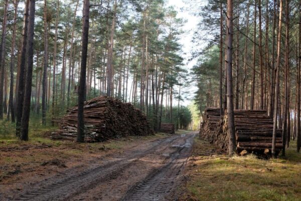 carbon credits crash — Environment