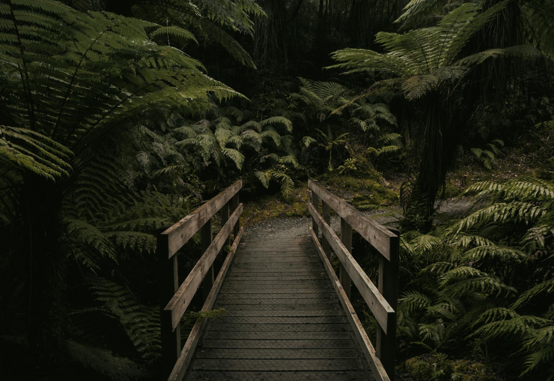 carbon credit scandal New Zealand