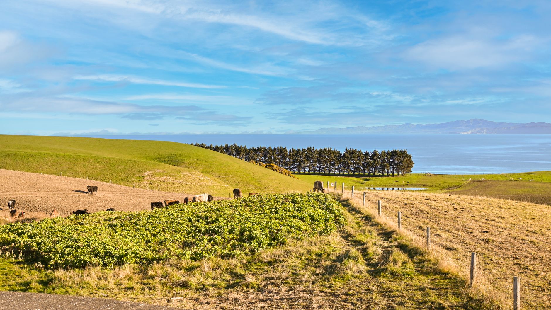 green jobs decline New Zealand