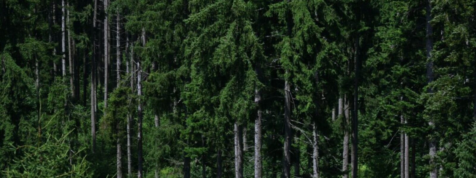 carbon credit crisis — Environment