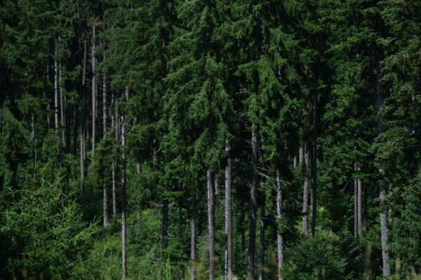 carbon credit crisis — Environment