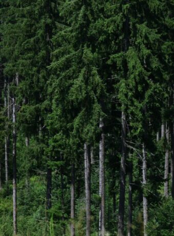 carbon credit fraud — Environment