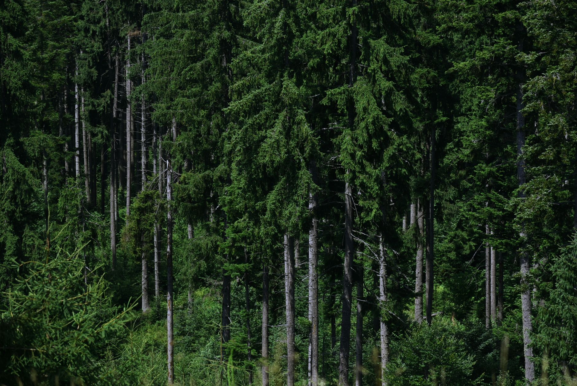 carbon credit fraud — Environment