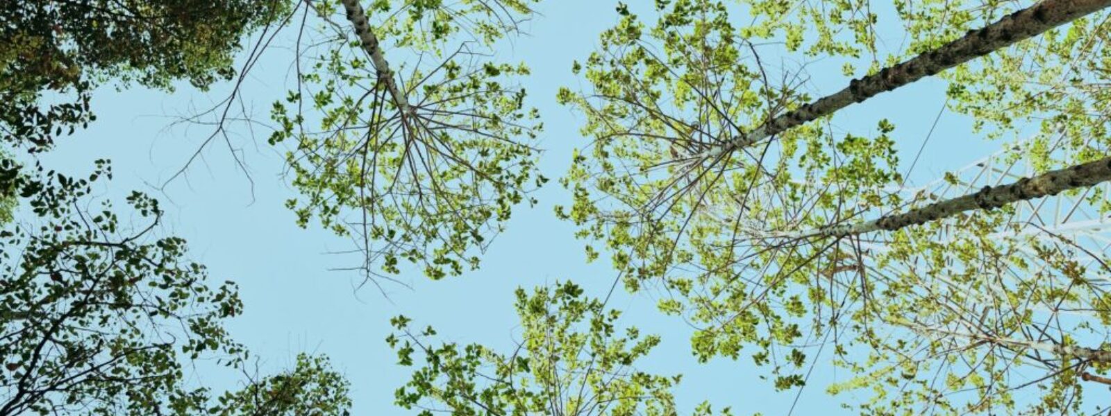 kauri dieback disease — Environment