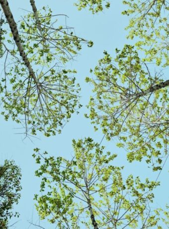 kauri dieback disease — Environment