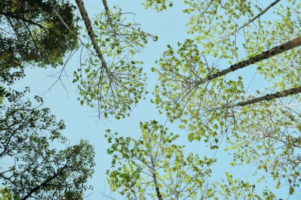 kauri dieback disease — Environment