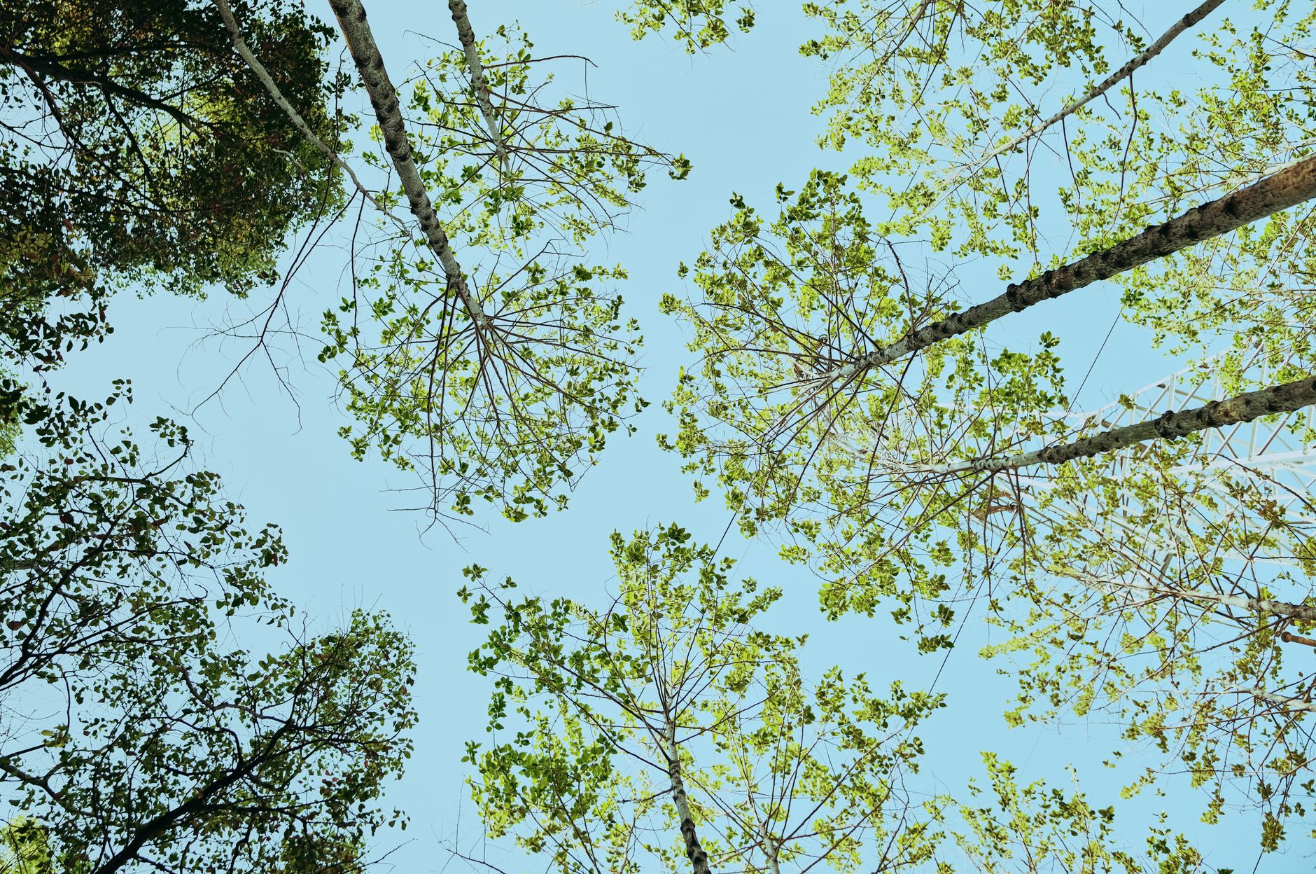 kauri dieback disease — Environment