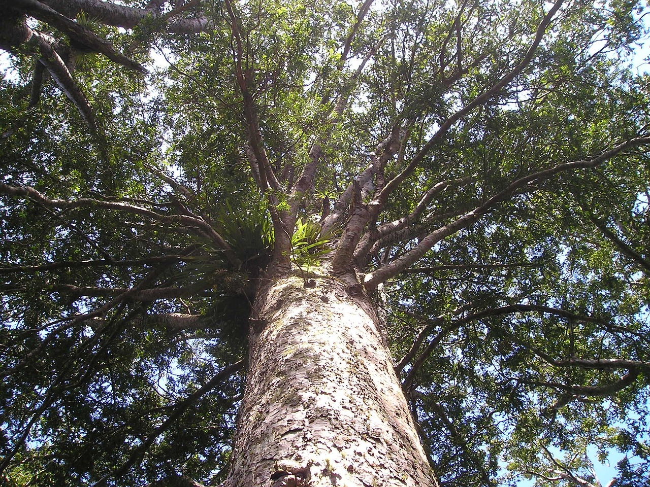 kauri dieback disease New Zealand